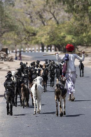 211 Onderweg naar Ranakpur.jpg